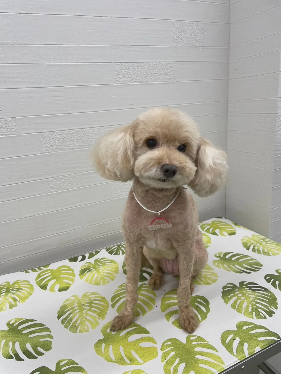トリミング