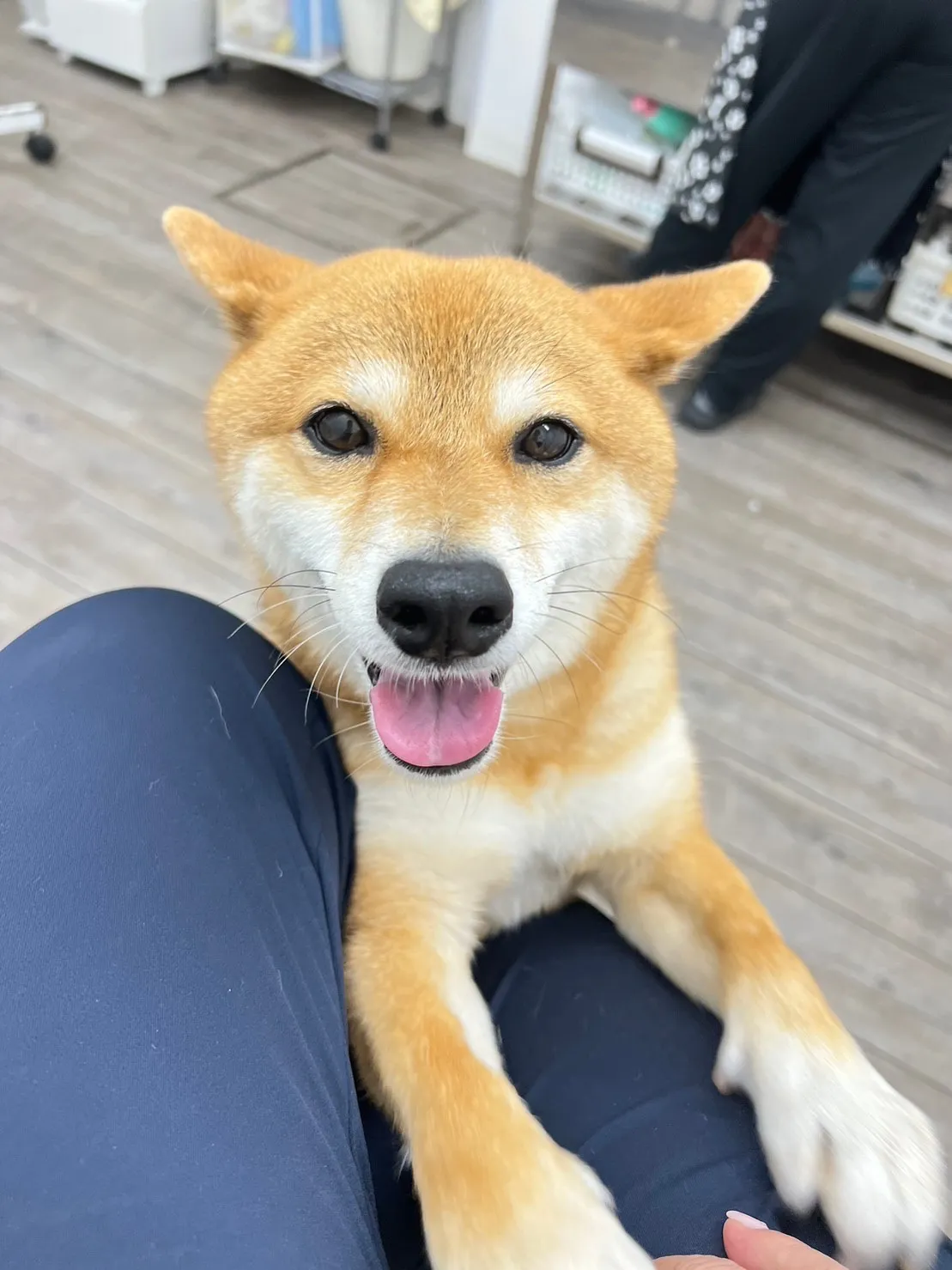 ワンちゃん笑顔特集