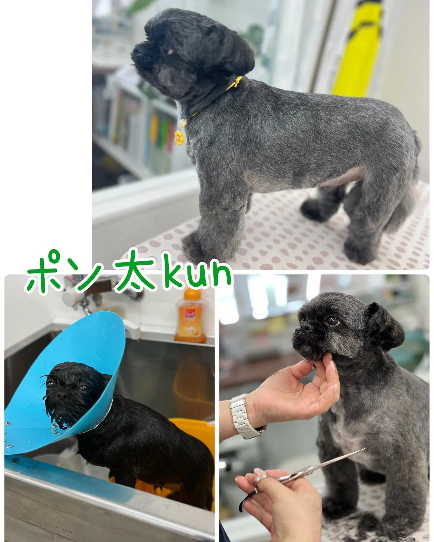 Bow wowに来てくれた犬猫ちゃん♥️