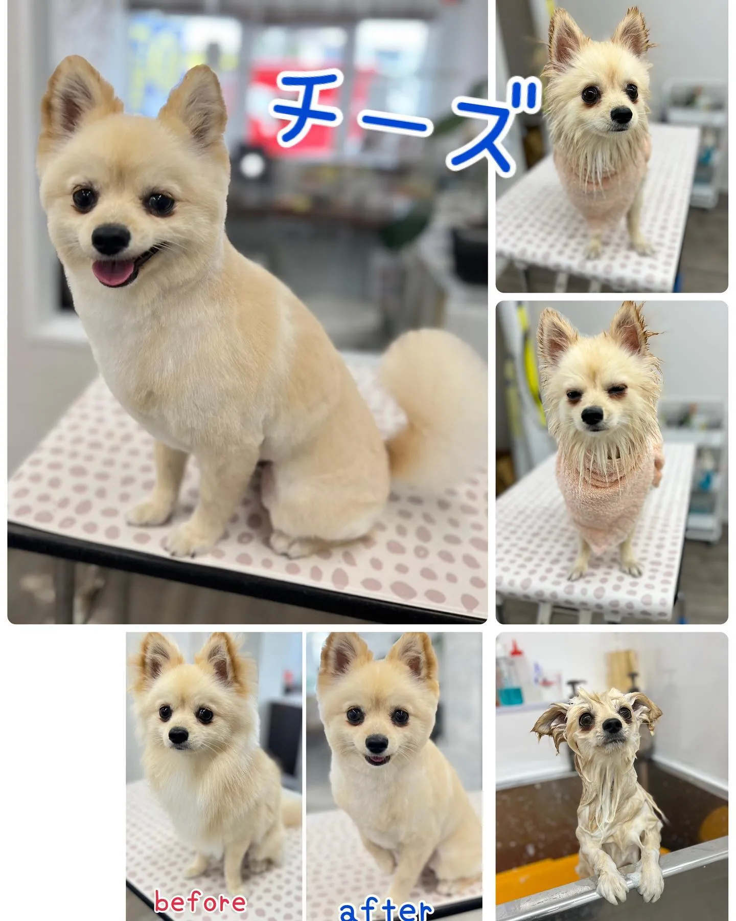 Bow wowに来てくれた犬猫ちゃん♥️