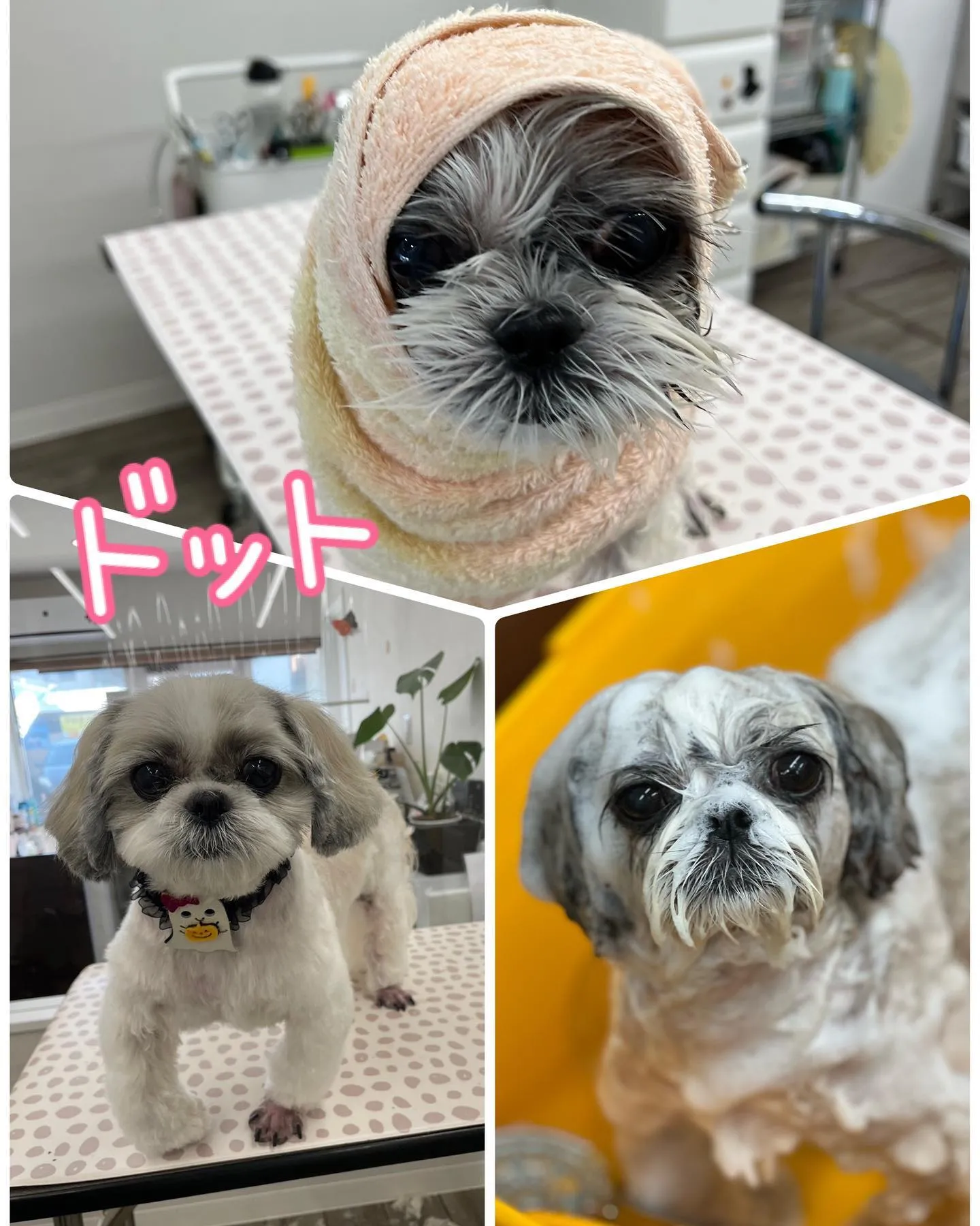 Bow wowに来てくれた犬猫ちゃん♥️