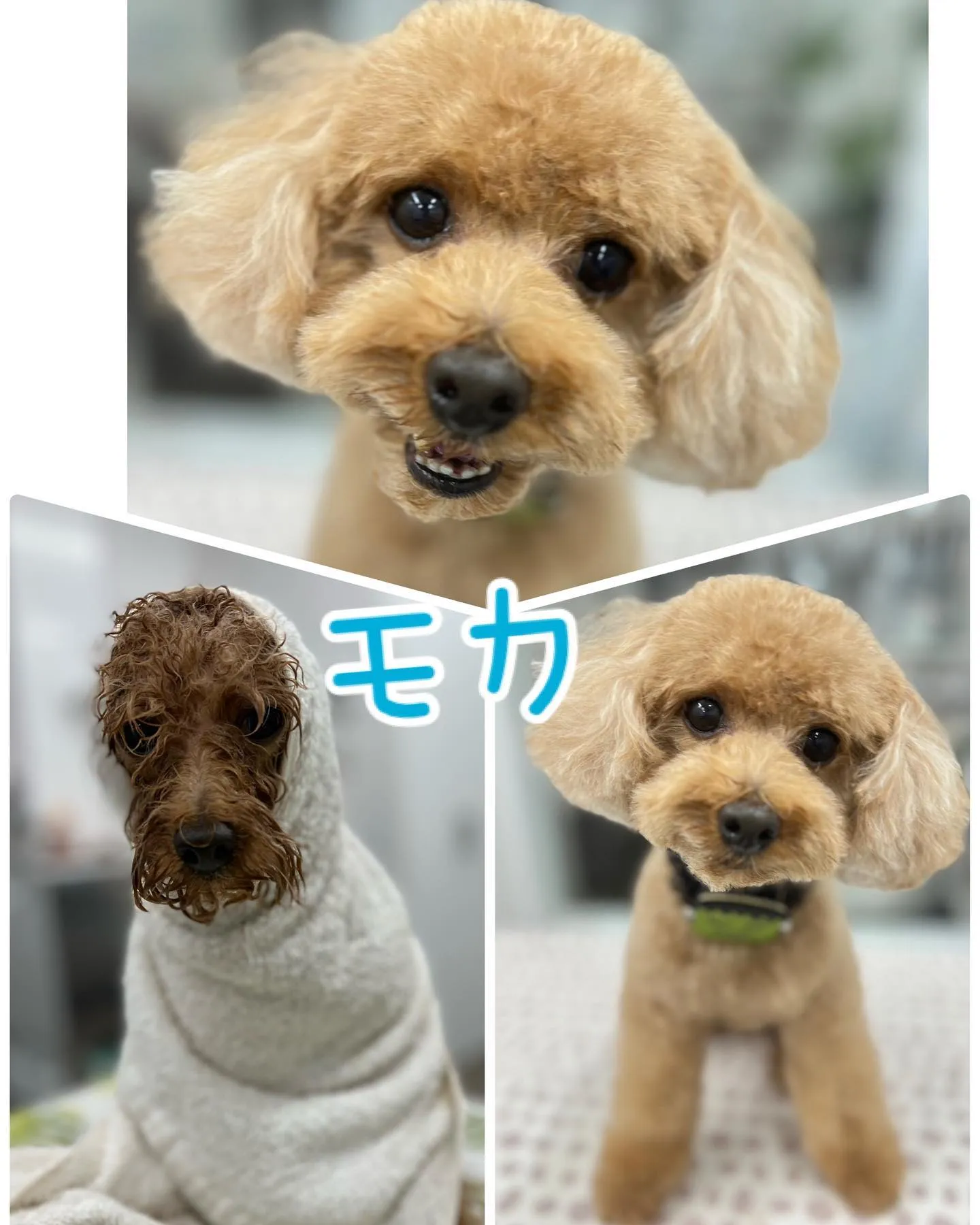 Bow wowに来てくれた犬ちゃん♥️