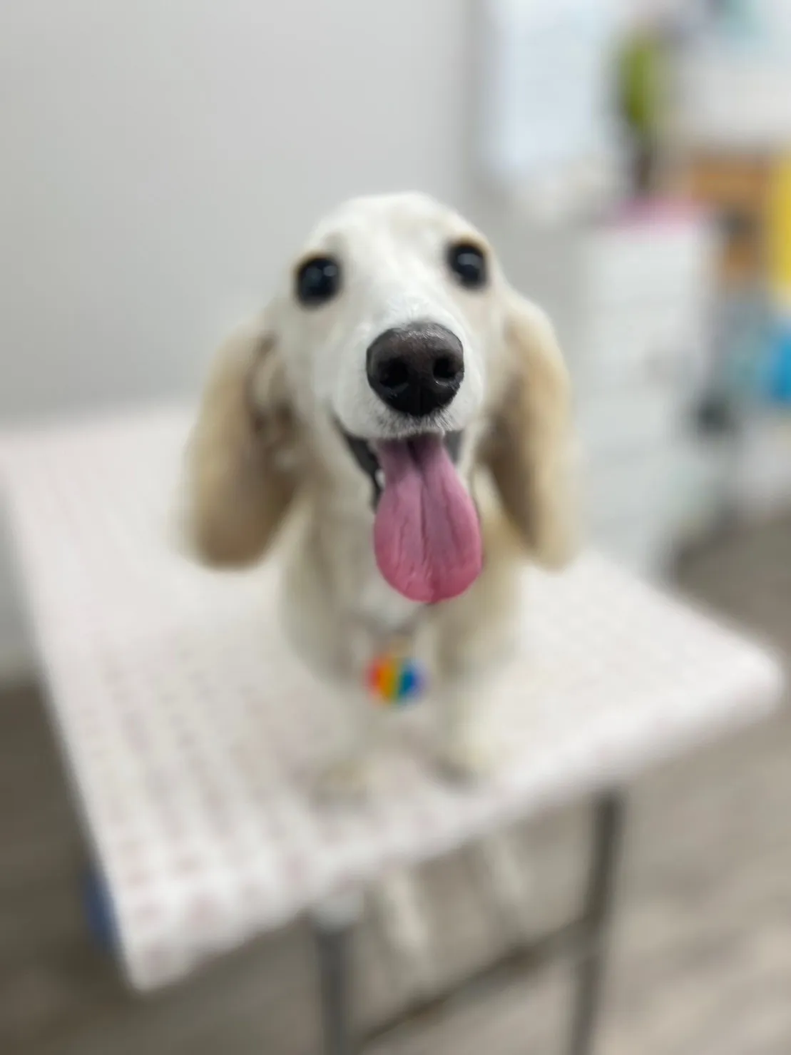 ワンちゃん笑顔特集