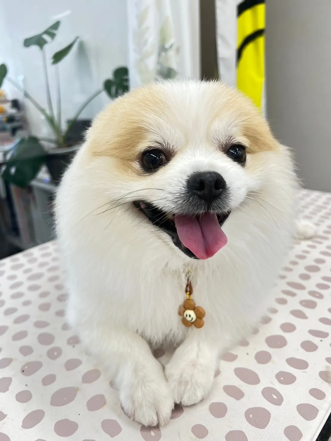 ワンちゃん笑顔特集