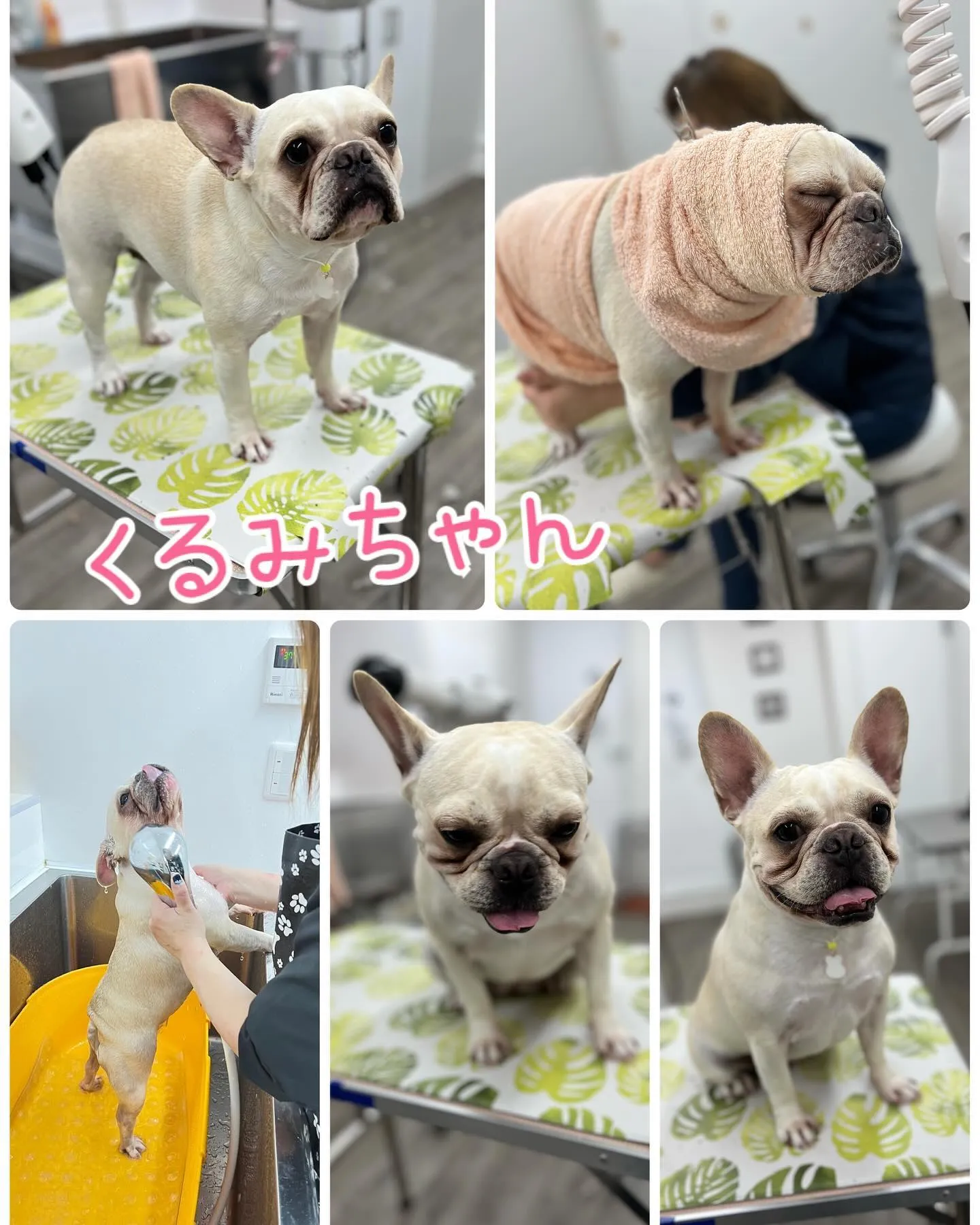 トリミングサロンBow wowに来てくれた犬猫ちゃん♥️