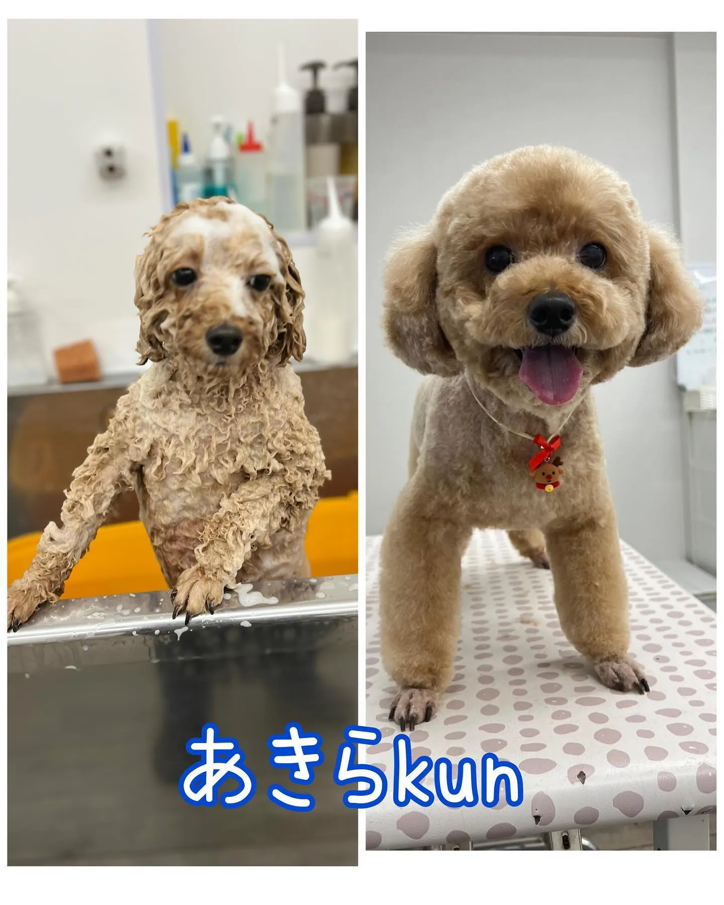寒い中京都山科区楳本町にあるBow wowに来てくれた犬ちゃ...