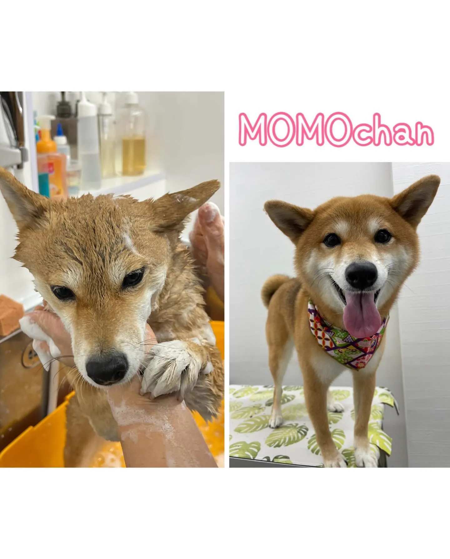 Bow wowに来てくれた犬ちゃん達♥️