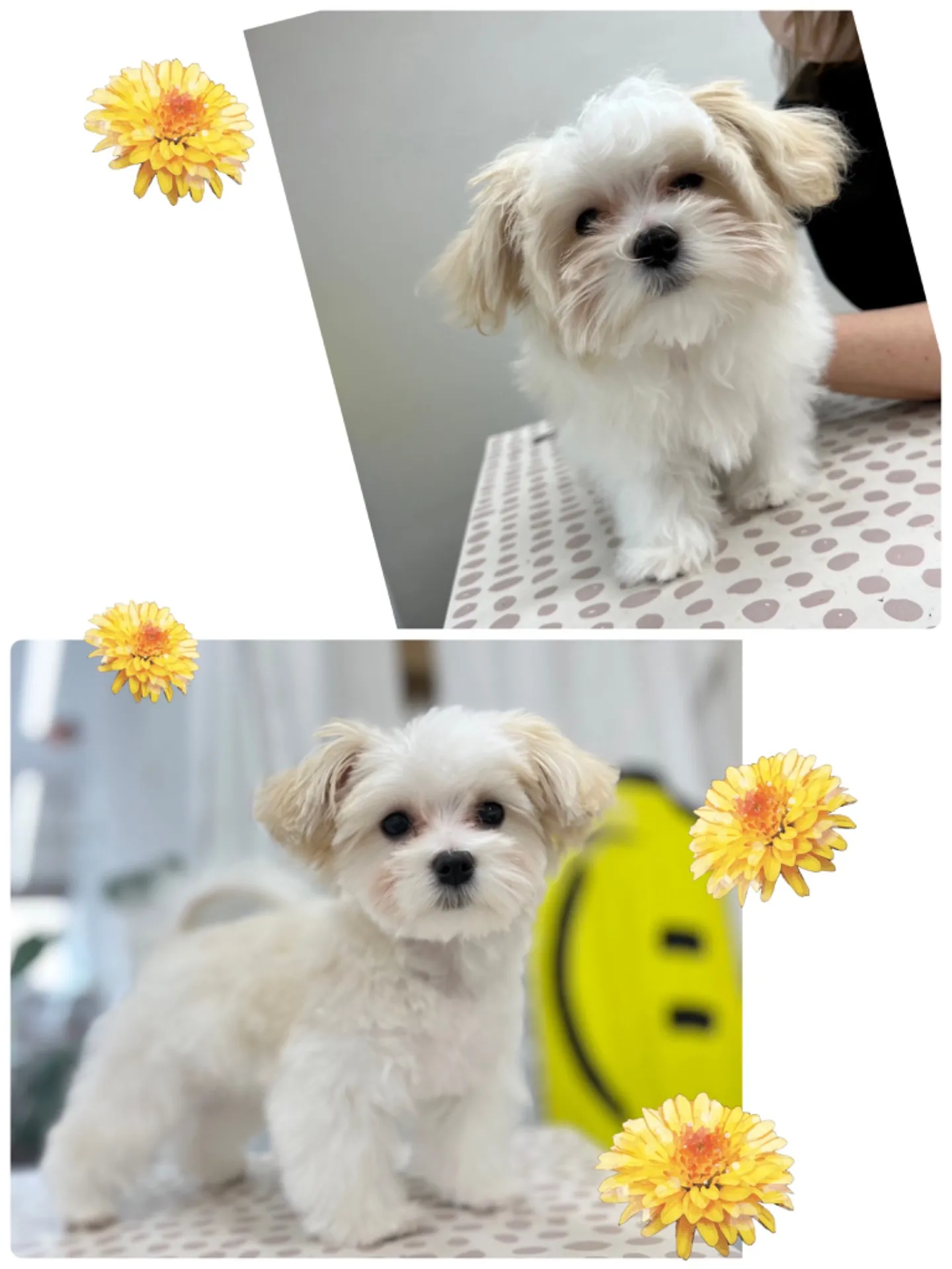 ビフォーアフター