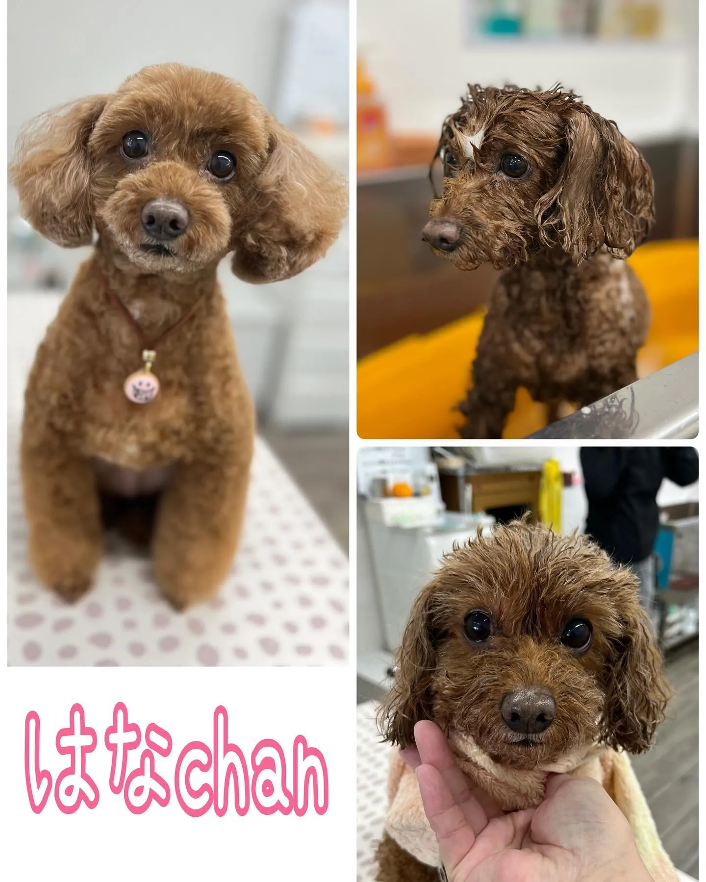 山科区楳本町にあるBow wowに来てくれた犬猫ちゃん♥️