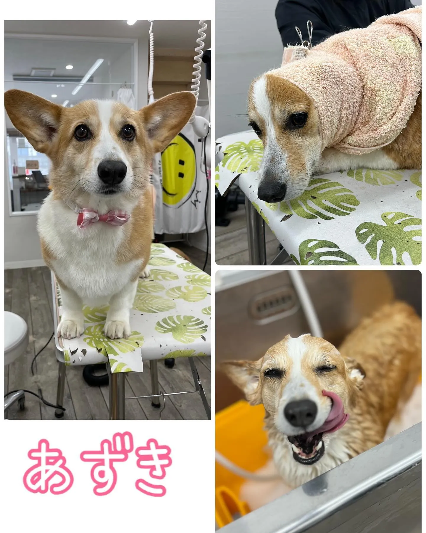 トリミングサロンBow wowに来てくれた犬猫ちゃん♥️