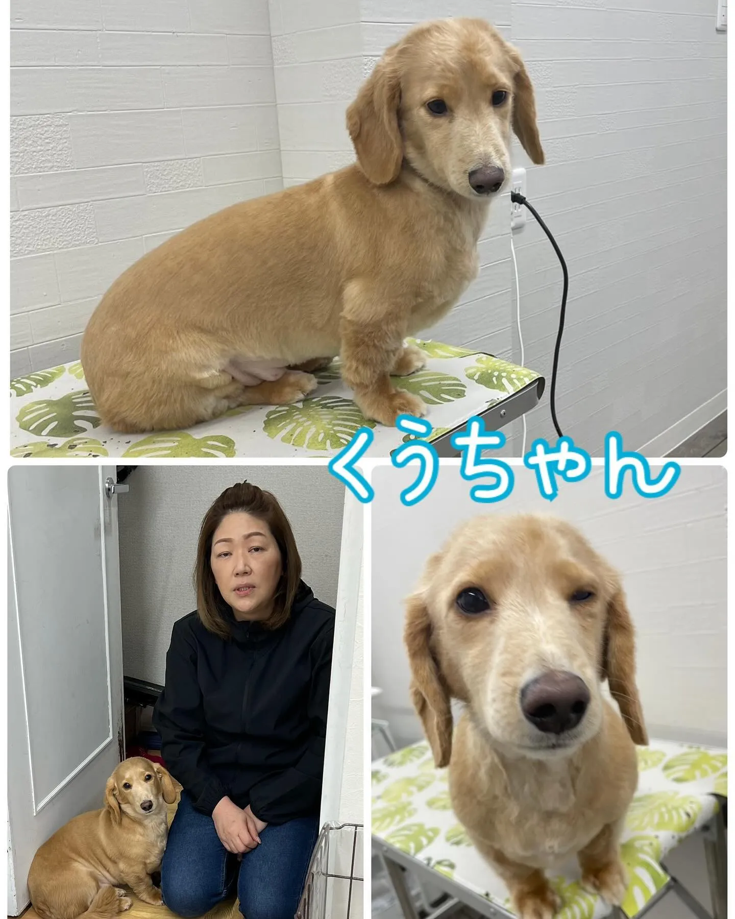 楳本町にあるトリミングサロンBow wowに来てくれた犬ちゃ...