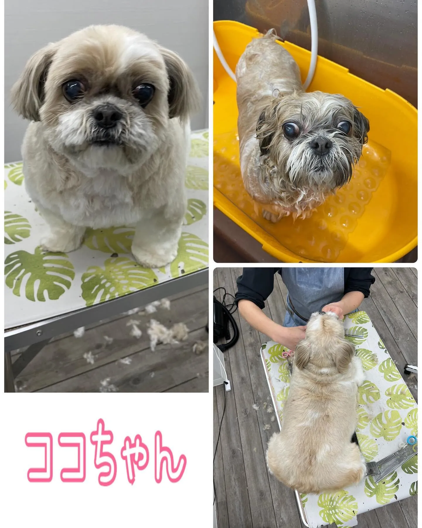 楳本町にあるトリミングサロンBow wowに来てくれた犬ちゃ...