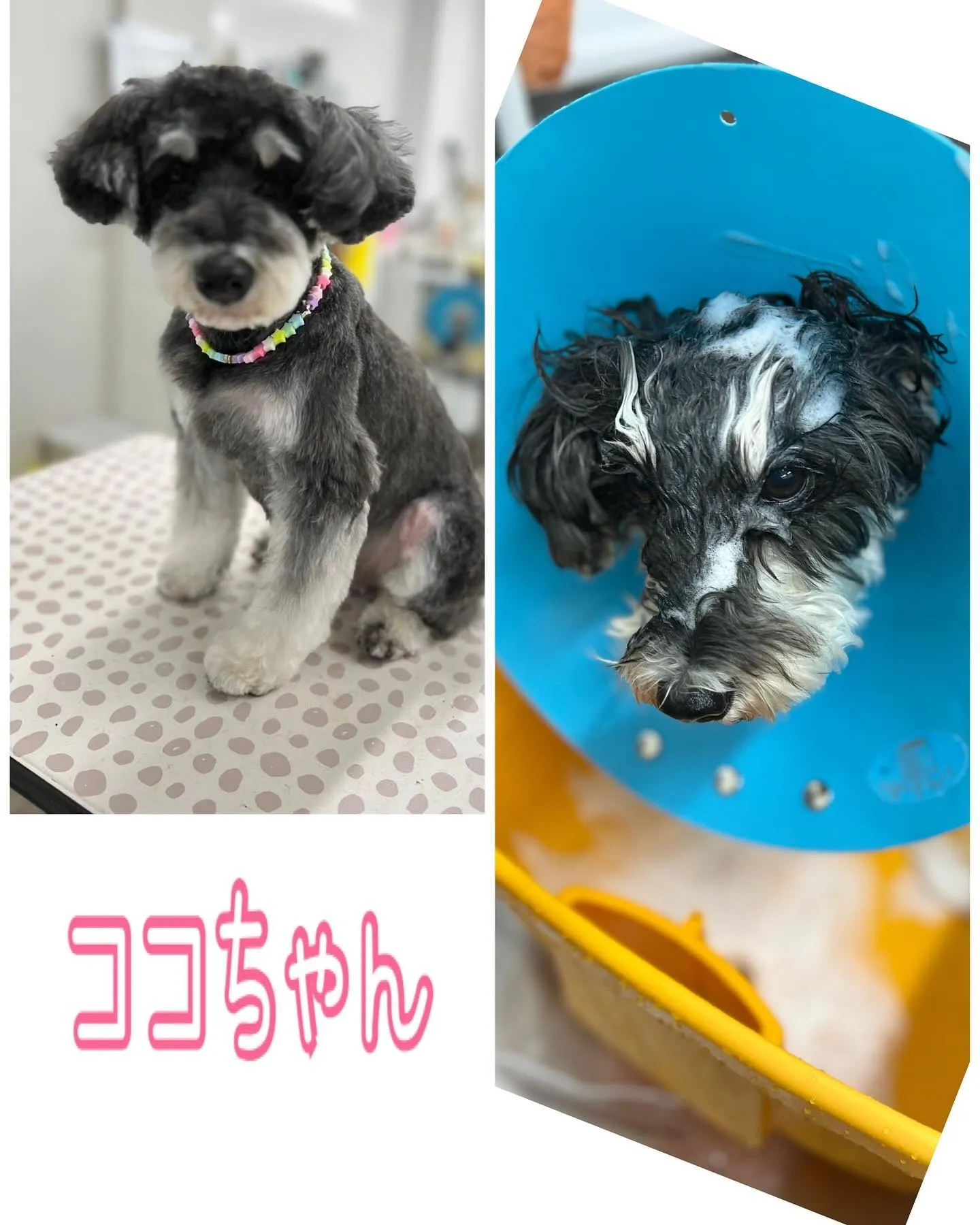 楳本町にあるトリミングサロンBow wowに来てくれた犬ちゃ...