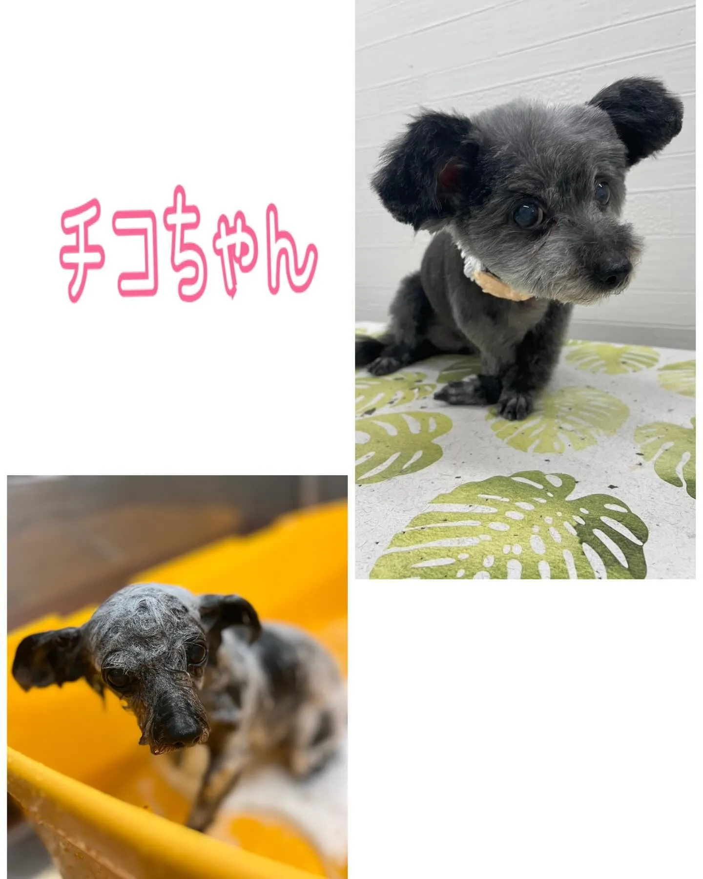 楳本町にあるトリミングサロンBow wowに来てくれた犬ちゃ...