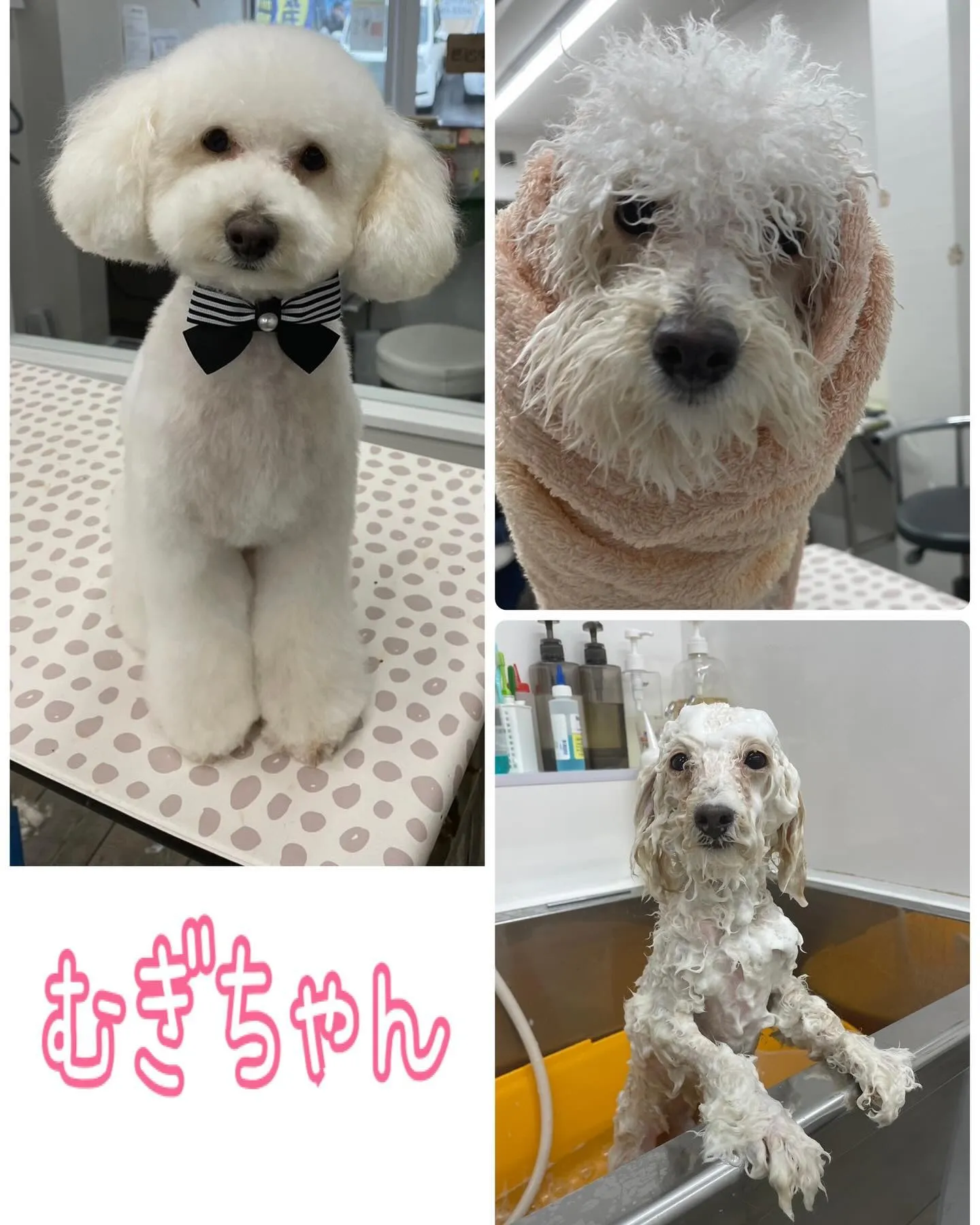 雨の中、トリミングサロンBow wowに来てくれた犬ちゃん♥...