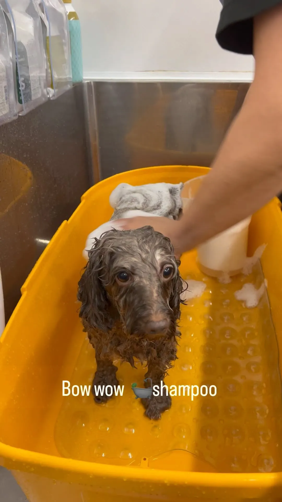 Bow wow✨ shampoo 